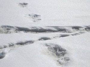 Следы снежного человека нашли в Гималаях индийские военные