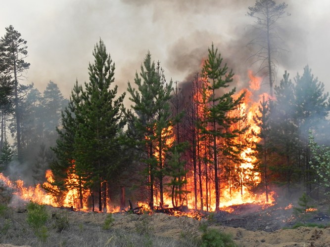 В Навлинском районе произошел лесной пожар