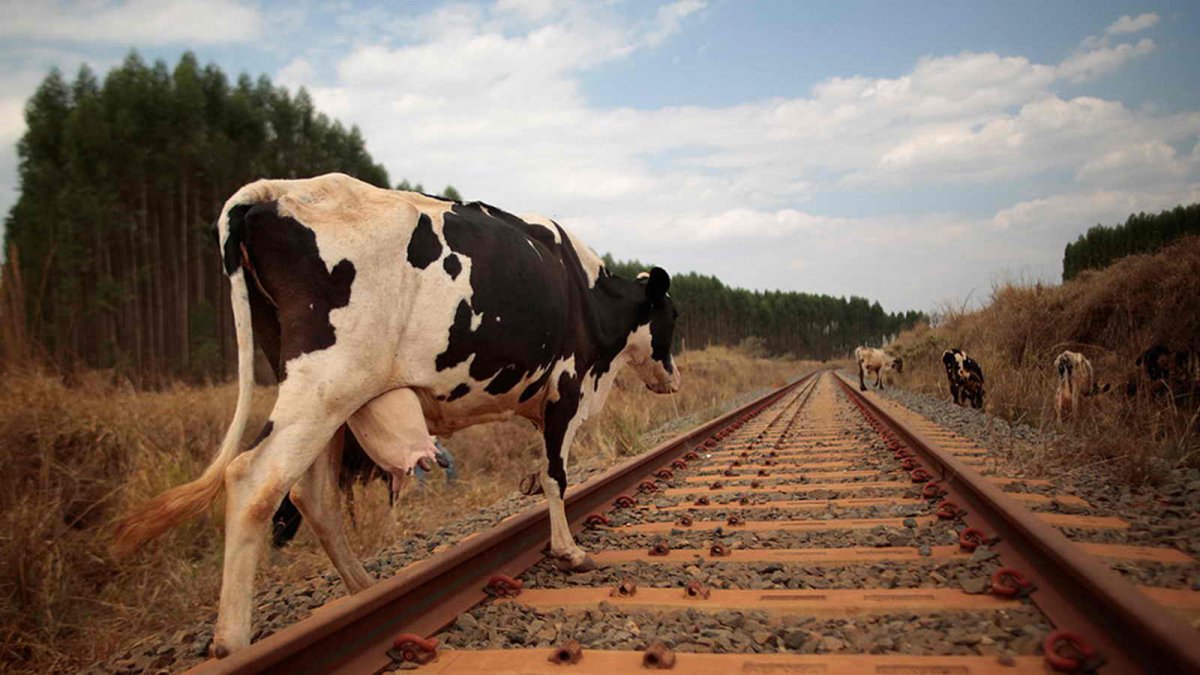 Коровы на рельсах едва не стали причиной жд катастрофы под Брянском