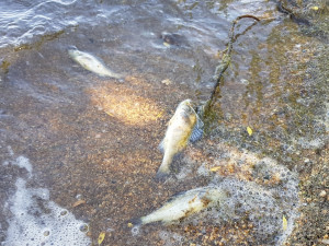 В Шершневском водохранилище гибнет рыба