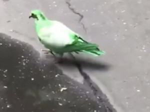 Зеленый голубь поразил москвичей и вызвал вопросы
