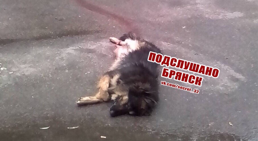 В Брянске автомобилист насмерть сбил собаку и скрылся