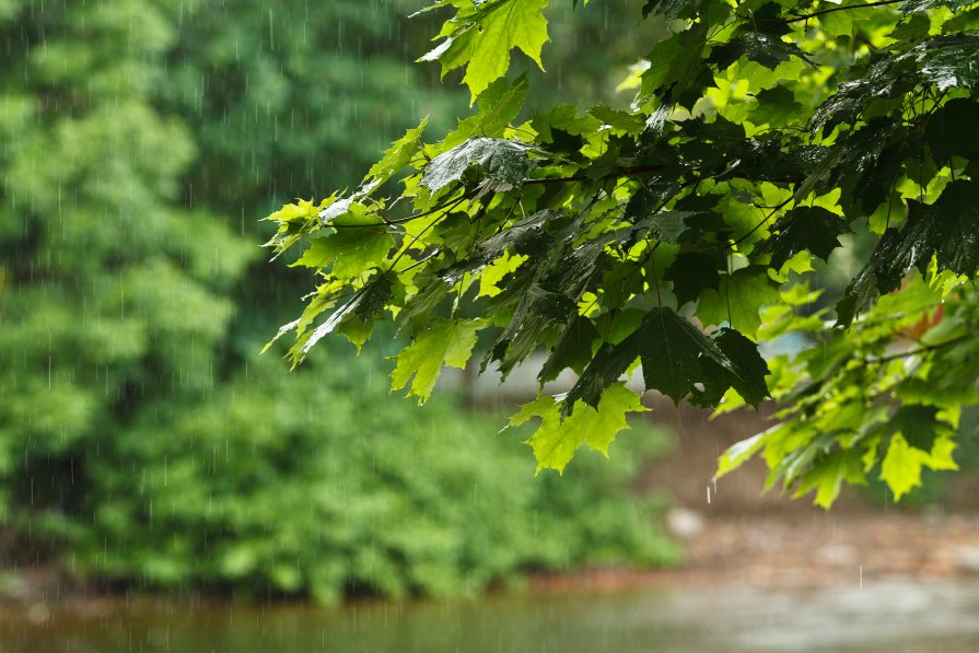 Во вторник в Брянске ожидается дождь с грозой
