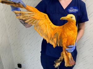 «Золотую птицу Феникс» спасли британские ветеринары