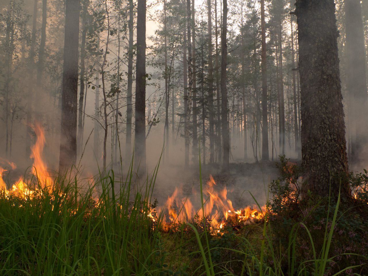 Очередной лесной пожар случился в Брянской области