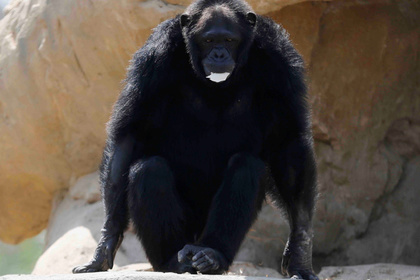 Во Франции «добрый» шимпанзе лишил руки смотрителя зоопарка