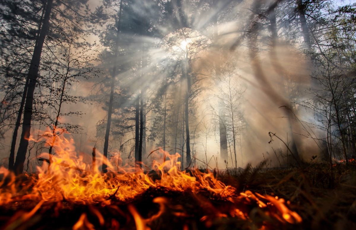 В Брянском районе 2 часа тушили лесной пожар