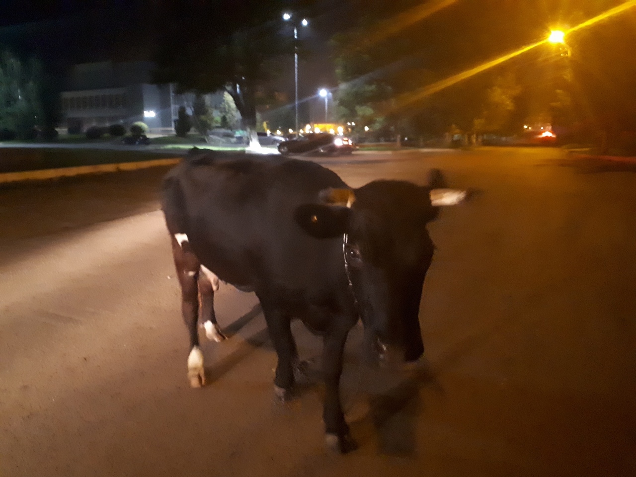 На брянской набережной заметили корову