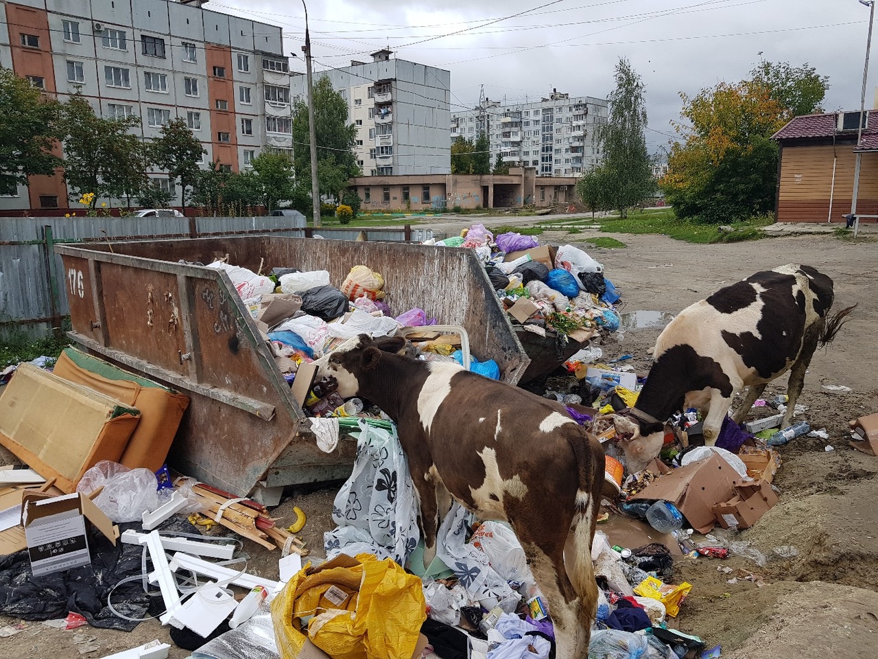 В Бежицком районе Брянска коровы принялись уничтожать мусор