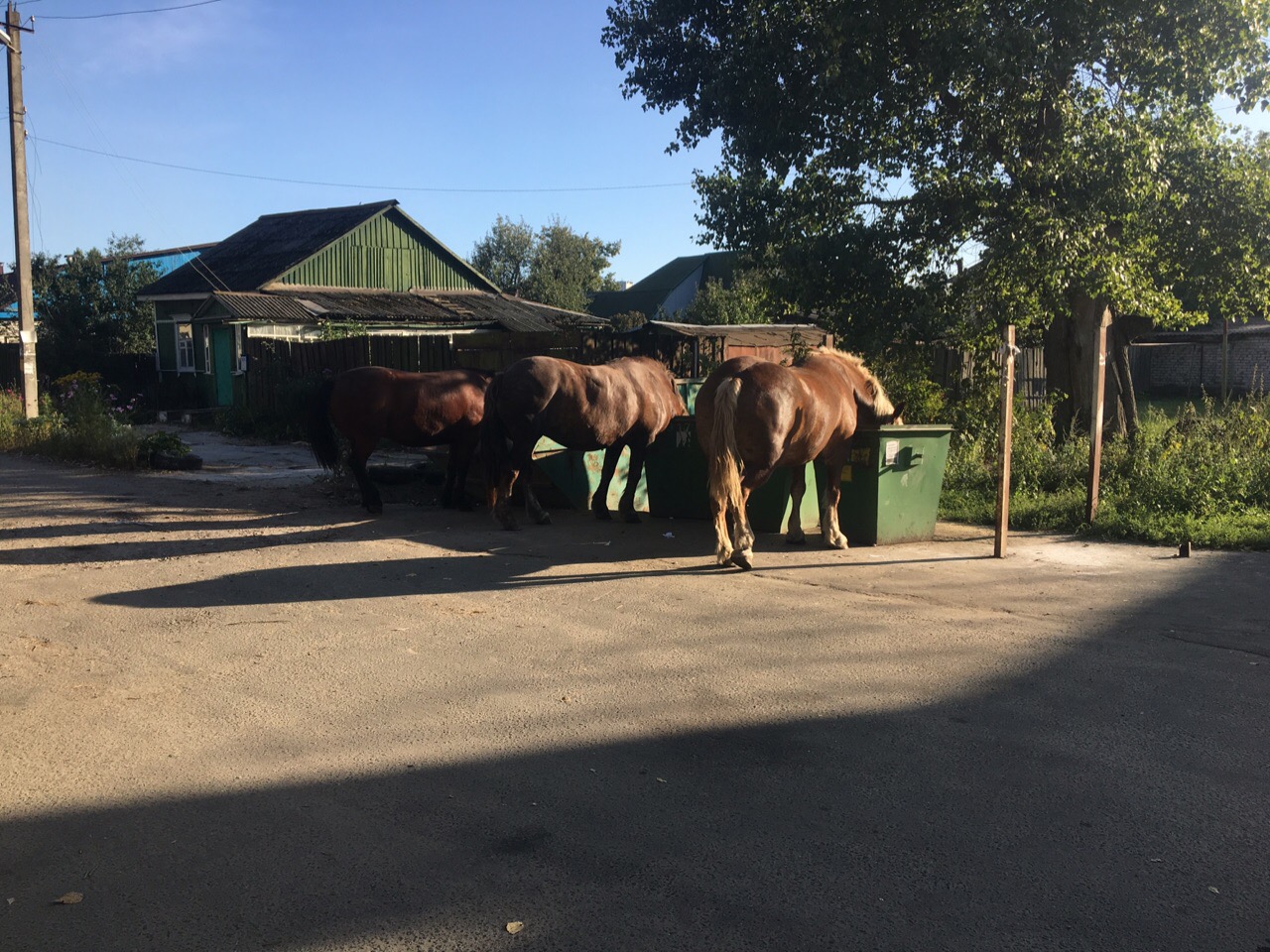 Жители Брянска обсуждают кушающих из мусорки лошадей