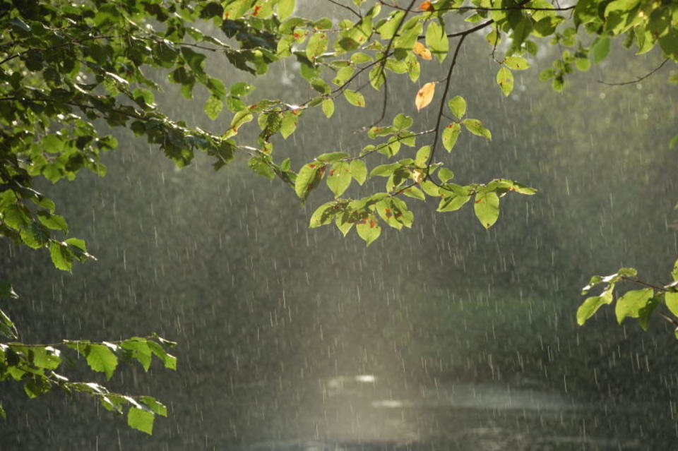 В среду в Брянске продолжит идти дождь