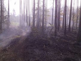 В Брянском районе вновь тушили лесной пожар