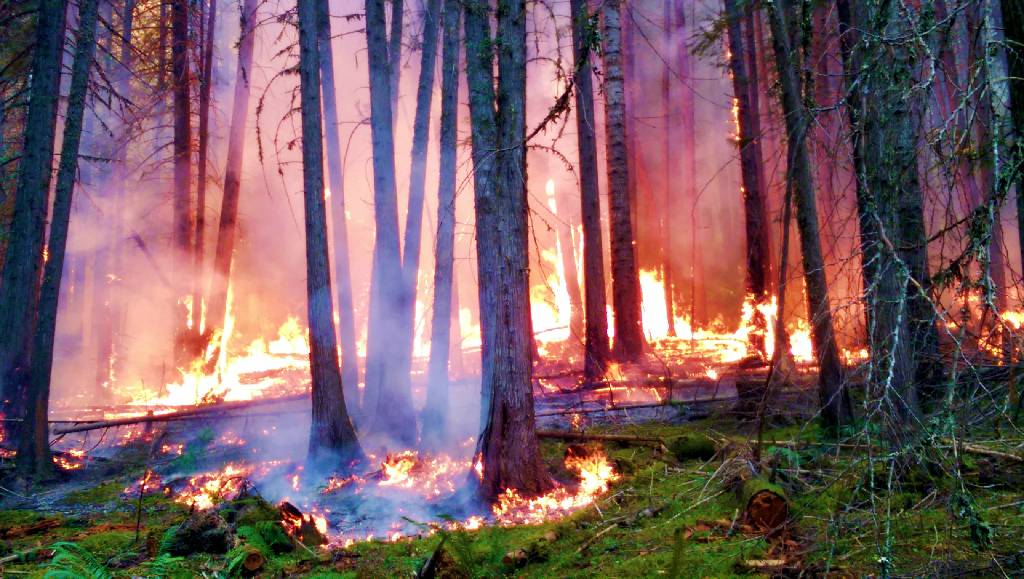 В Комаричском районе сгорело почти полгектара леса