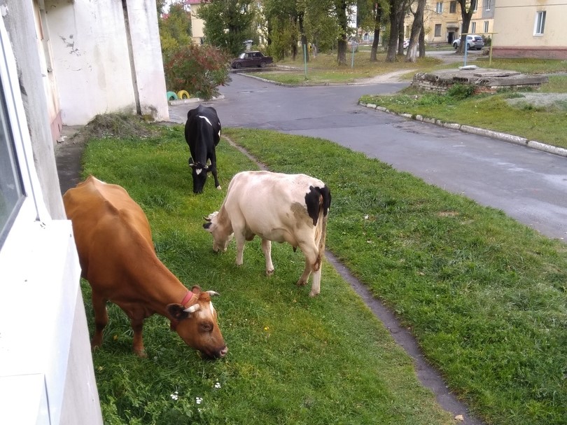 Коровы продолжают «убирать» мусор в Брянске