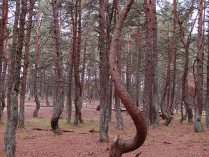 Место на планете, где деревья танцуют и завязываются в узлы. 10 фотографий с Куршской косы