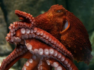 Завораживающее «цветовое шоу» спящего осьминога сняли впервые (видео)