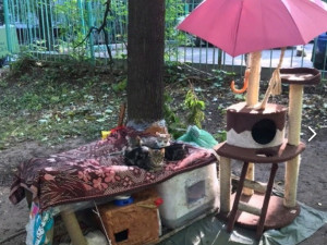 Дачи для кошек делают во дворах Москвы