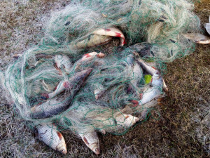 Почему сети для рыбной ловли разрешены в Челябинской области?