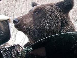 Медведь вскрывает автомашины на стоянке аэропорта