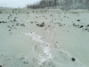 Происхождение «зеленого снега» объяснили в Челябинске