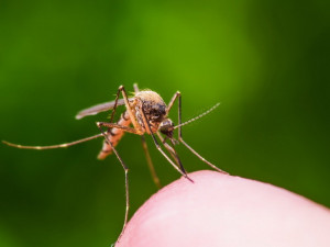 В России могут исчезнуть комары. Чем это грозит