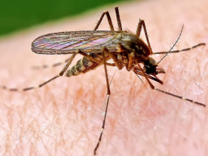 Женщина загорелась, когда пыталась убить комара