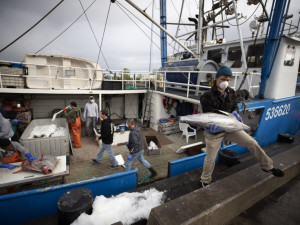 Рыбакам некуда девать улов из-за коронавируса
