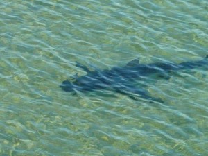 Неизвестная акула убила серфера (видео)