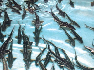 Уникальная рыбная ферма появилась в Челябинской области. Там выращивают ценные и краснокнижные породы рыб
