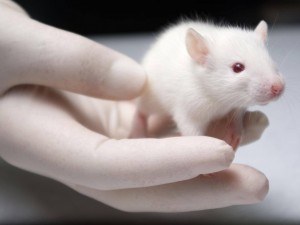 Мыши первыми испытали вакцину против коронавируса