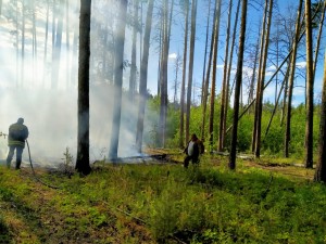 Пожар возник в сосновом бору Челябинска