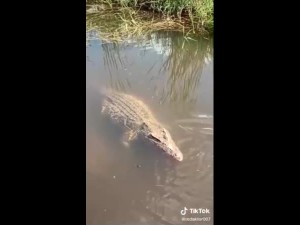 В подмосковной реке поймали крокодила