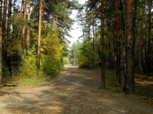 Опять горит сосновый бор в Челябинске