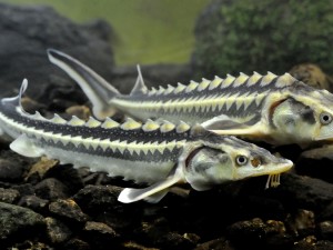 Две исчезающие рыбы не скрещивались 184 миллиона лет