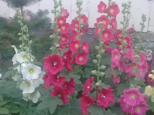 Самые «долгоиграющие» цветы встречаются в челябинских дворах