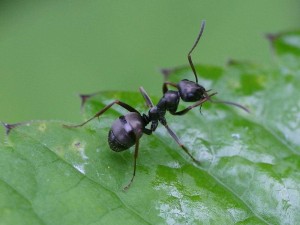Рентген помог понять причину «богатырской» силы муравьев