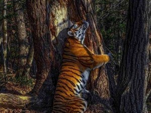 Объятия амурского тигра признаны лучшими в мире