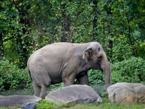 Дело одинокой слонихи рассмотрит апелляционный суд