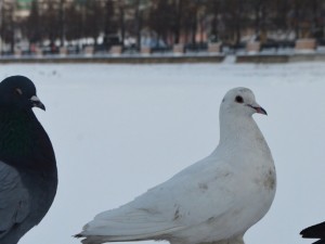 Где от мороза прячутся в Челябинске голуби?