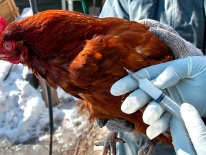 Новая старая беда: семь человек заразились птичьим гриппом в России