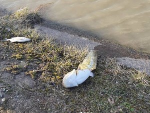 Почему массово гибнет рыба в канале Краснодара?