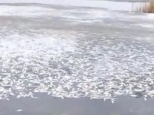 Массовый замор рыбы обнаружен на озере Касарги