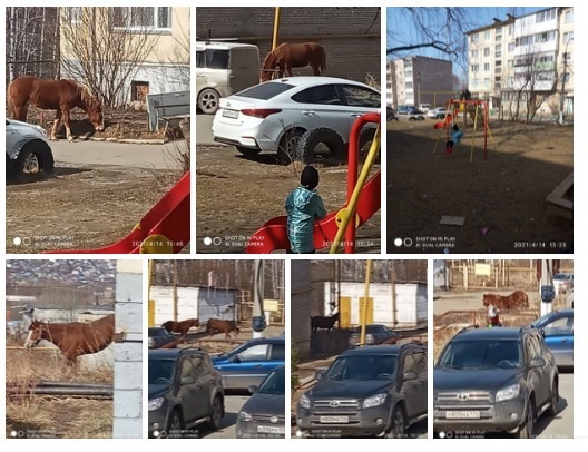 В Челябинской области на женщину напала лошадь. С лошадиными укусами женщина обратилась к общественности